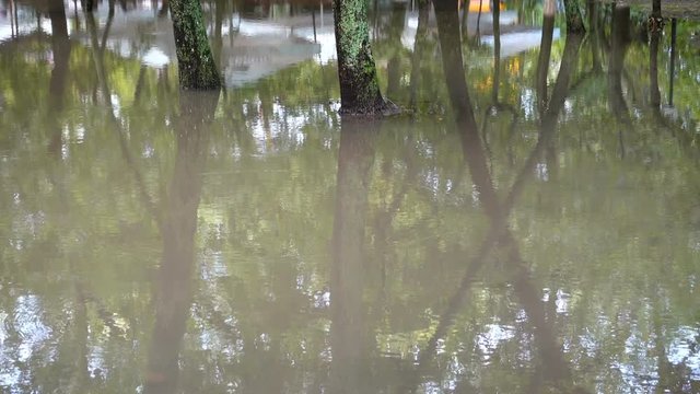 	Puddle in the park after a rain.	Trees in water.