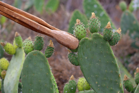 Higo Chumbo, higo pico o tuno