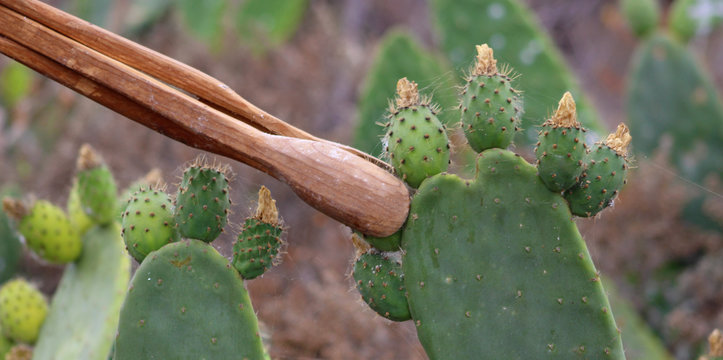 Higo Chumbo, higo pico o tuno