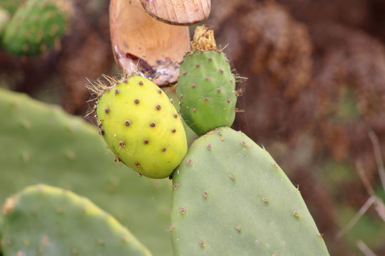 Higo Chumbo, higo pico o tuno