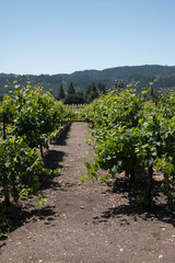 Fototapeta na wymiar vineyard in California