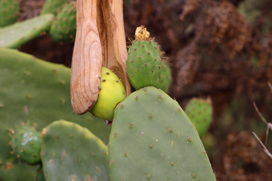 Higo Chumbo, higo pico o tuno