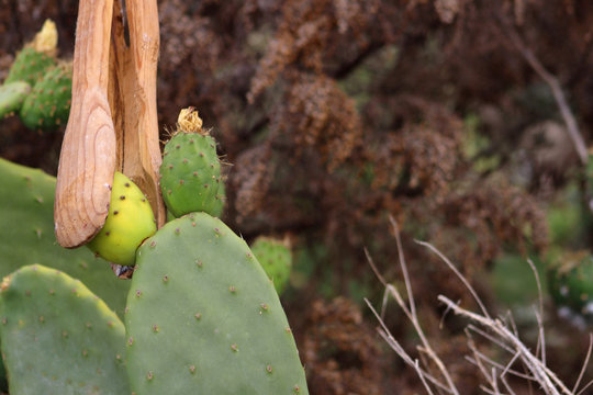 Higo Chumbo, higo pico o tuno