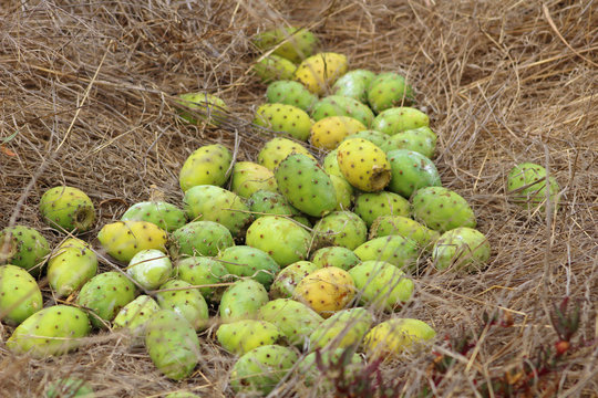 Higo Chumbo, higo pico o tuno