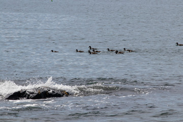 Fototapeta premium kaczki pływające w oceanie z falą nad czarną skałą