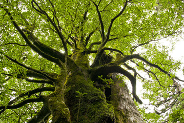 Yakushi growing up in Yakushima is said to grow huge in a special environment.Yakushima is a world...