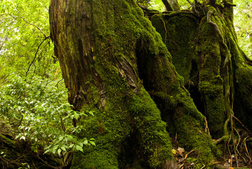 Yakushi growing up in Yakushima is said to grow huge in a special environment.Yakushima is a world heritage in Japan.