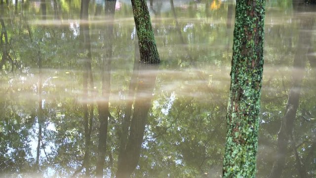 	Puddle in the park after a rain.	Trees in water.