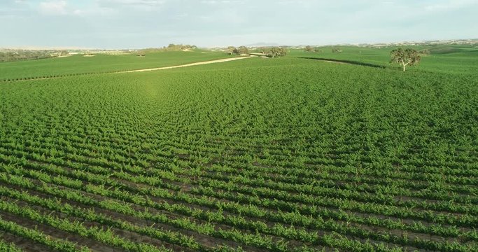 Low aerial video of vineyards in Paso Robles, CA