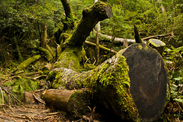 Yakushi growing up in Yakushima is said to grow huge in a special environment.Yakushima is a world heritage in Japan.