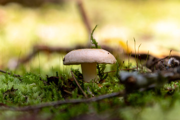 Little white mushroom II