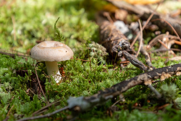 Little white mushroom
