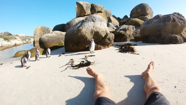 POV, flock of African Penguin on beach