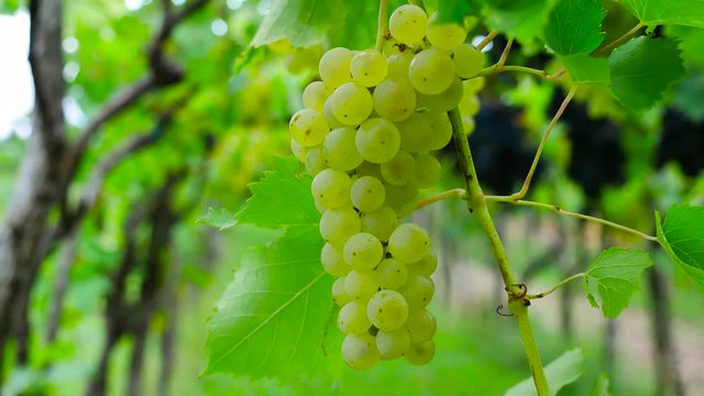 grape isolated in a vineyard summer afternoon low angle