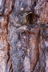 TEXTURA DE CORTEZAS ARBOL 5