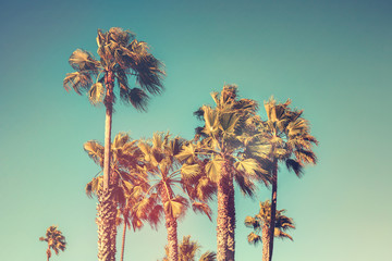 Palm trees with vintage retro color effect
