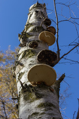 Piptoporus betulinus (Birch Polypore) on a dead silver birch tree with blue sky as background. Low perspective. This mushroom is known for its medicinal properties.