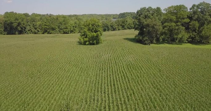 Drone corn field rows to horizon mid day