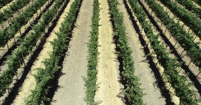 4k Low altitude view down rows of grapes in Paso Robles, CA