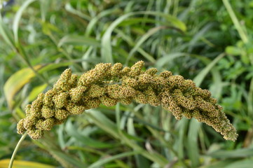 Fototapeta premium Millet in outdoor