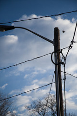 Birds on a wire