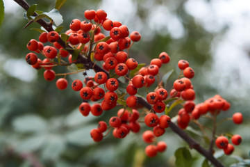 Branch of red sea buckthorn berries with leaves