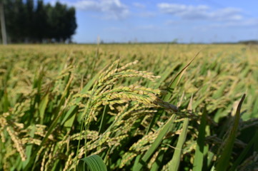 Mature rice in the field