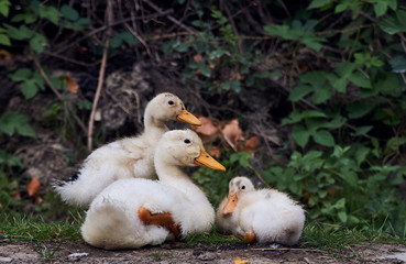 Duck's family on the walk. little duckling crossing the road