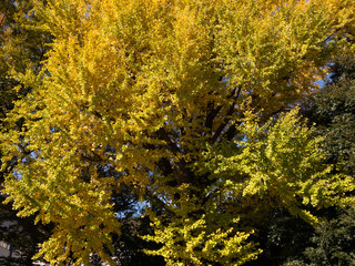 Fototapeta premium 秋の木々