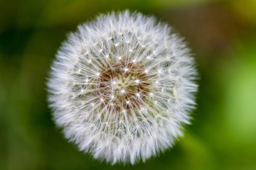 Perfect Dandelion Bloom Against a Soft Green Background