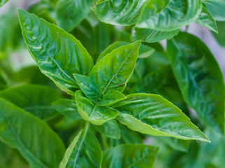 Fresh organic basil leaves for garnishing pizza