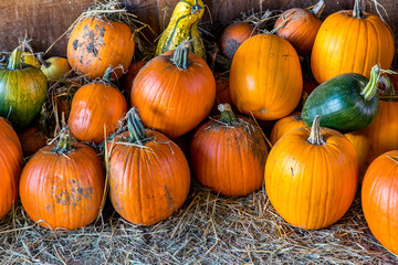 Orange and Green Gourds and Pumpkins on Straw in a Barn