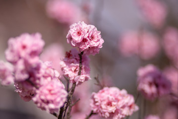 Tender cherry blooming flowers on blurred background