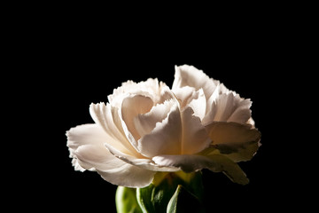 White carnation - flower of the gods extreme closeup on black background