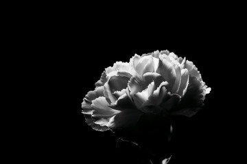 Beautiful White Carnation flower in black and white with copy space