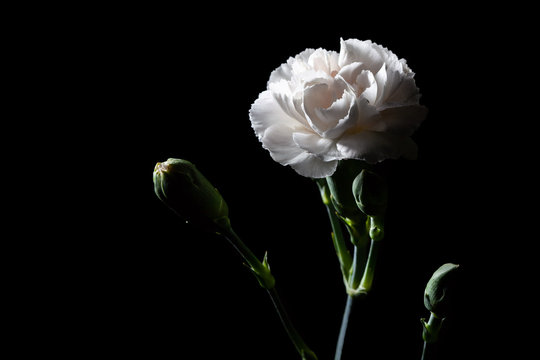 Fototapeta White carnation - beautiful flower on black background