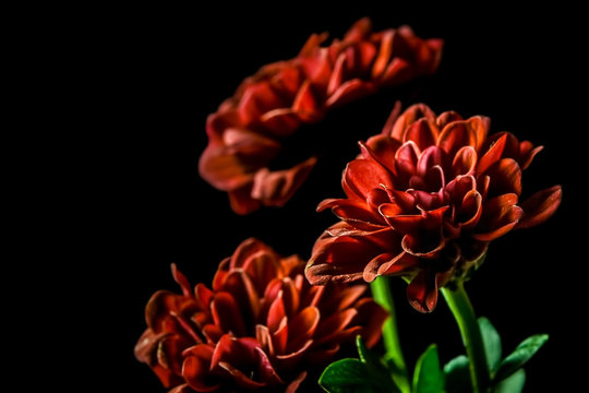 Dahlia - beautiful red flowers on black background