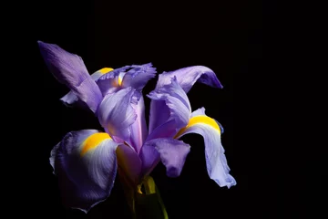 Fotobehang Iris Extreme close-up van paarsblauwe irisbloemkop op zwart met kopieerruimte