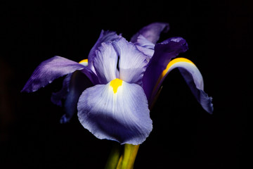 Extreme closeup of purple blue iris flower head on black