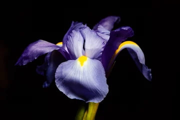 Keuken foto achterwand Iris Extreme close-up van paarsblauwe irisbloemkop op zwart