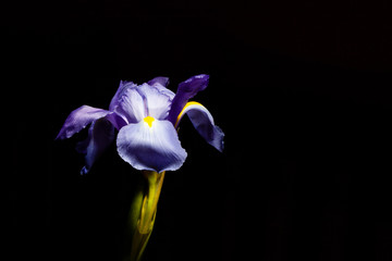 Closeup of purple blue iris flower head on black background with copy space