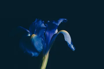 Fotobehang Iris Blauwe irisbloem op donkere langzaam verdwenen achtergrond - studioschot