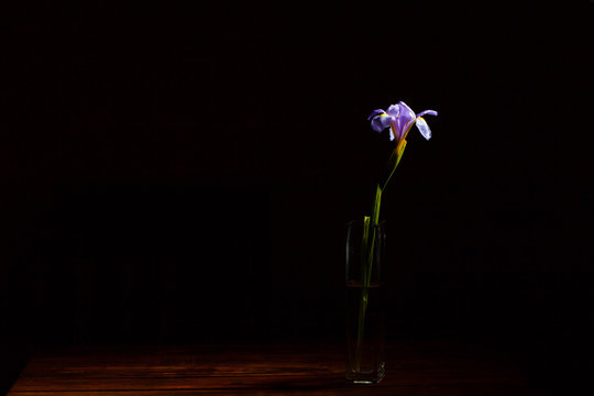 Lonely beautiful iris flower in a glass tall narrow vase on wooden table and black background with copy space