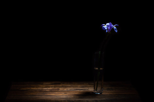 Beautiful iris flower in small vase on wooden table under spot light in the dark with copy space