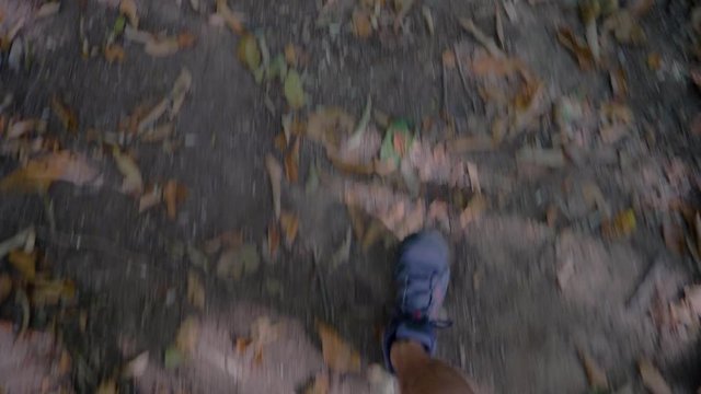 Running In a Dark Forest In first personnal view.