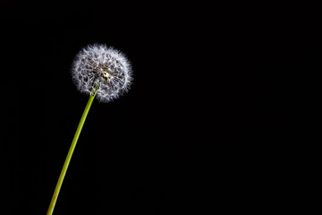 One dandelion on long green stem isolated on black background with copy space