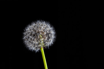 Closeup of dandelion on green stem on black with copy space