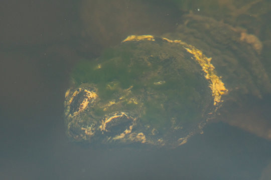 Moss Covered Snapping Turtle Below Water