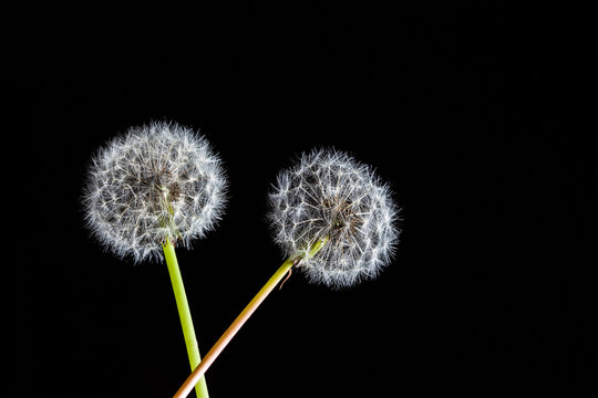 Two perfect dandelions on black background  with copy space
