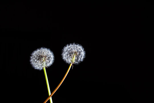 Two dandelions glowing on black background with copy space